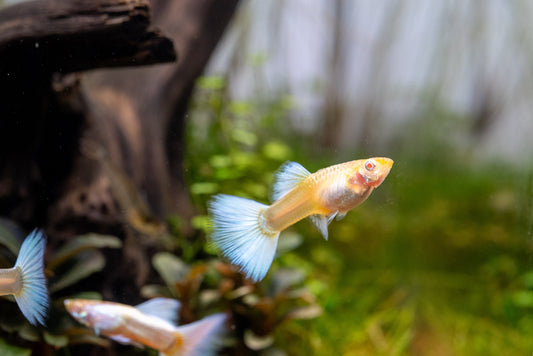Discover the World of Guppy Fish: A Guide for Enthusiasts!