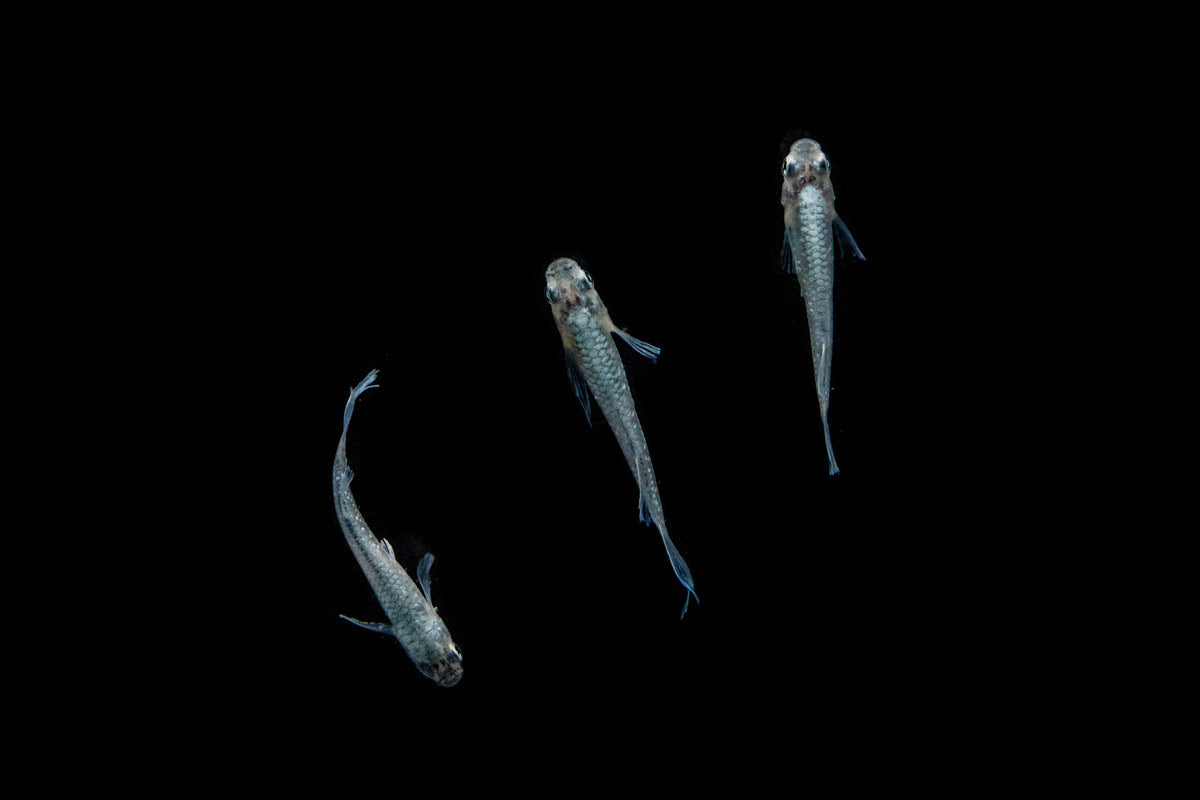 Abi Medaka Rice Fish