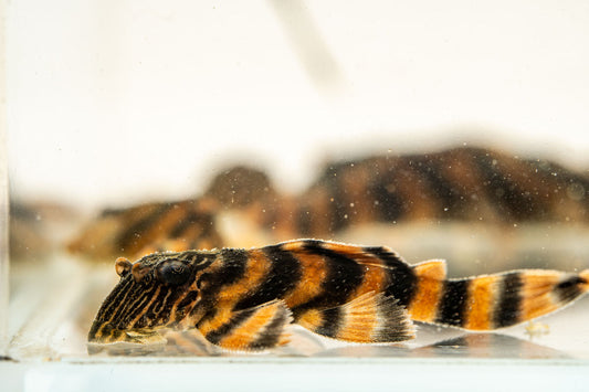 Alenquer Tiger Pleco