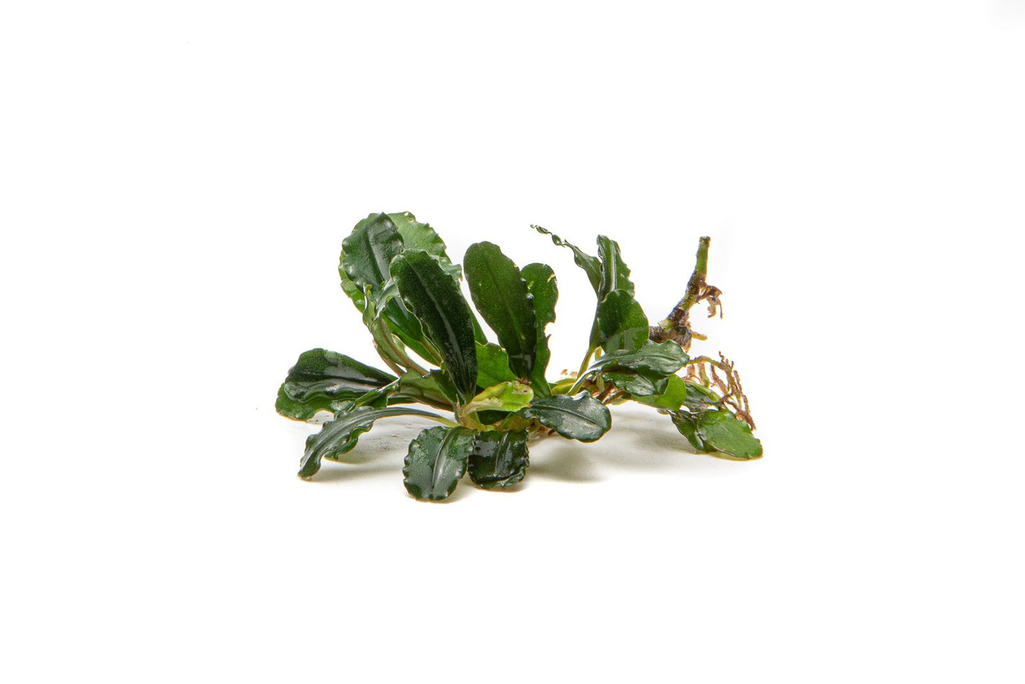 Bucephalandra Brownie Phantom