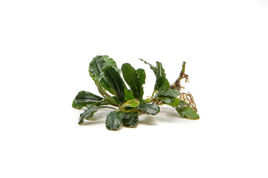 Bucephalandra Brownie Phantom