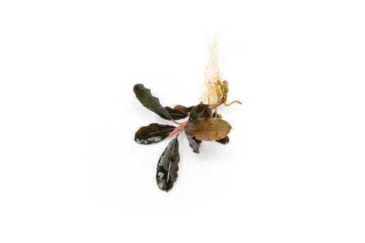 Bucephalandra Brownie Purple