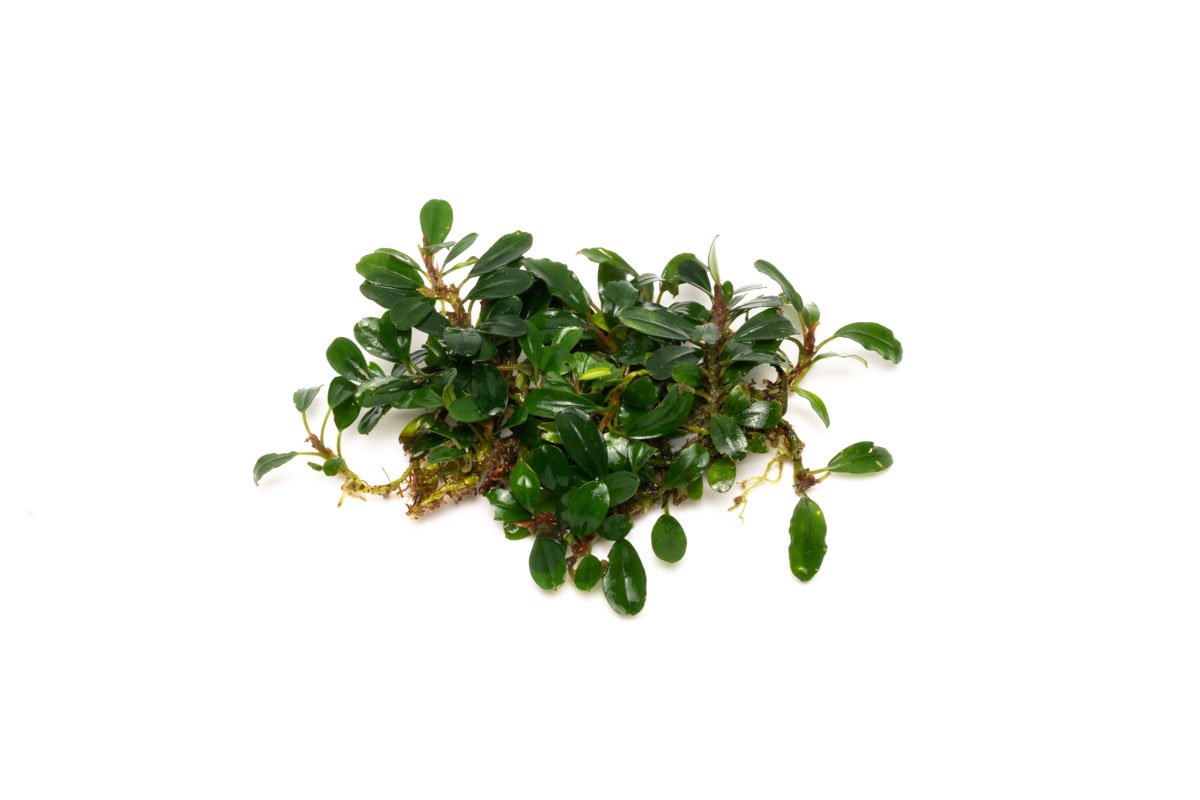 Bucephalandra Hades