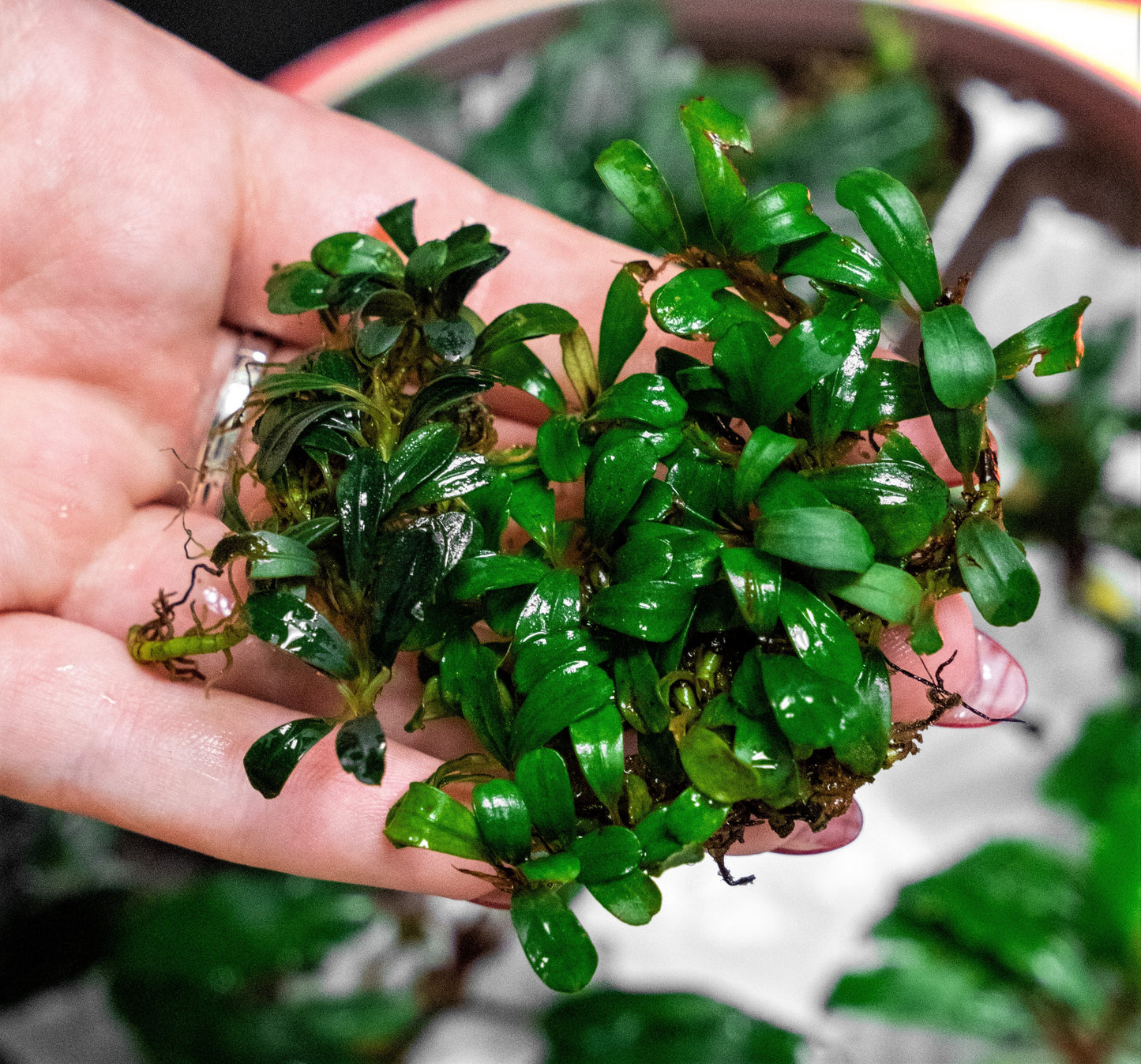 Bucephalandra Mini Coin