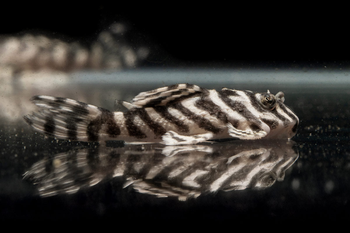 King Tiger Pleco