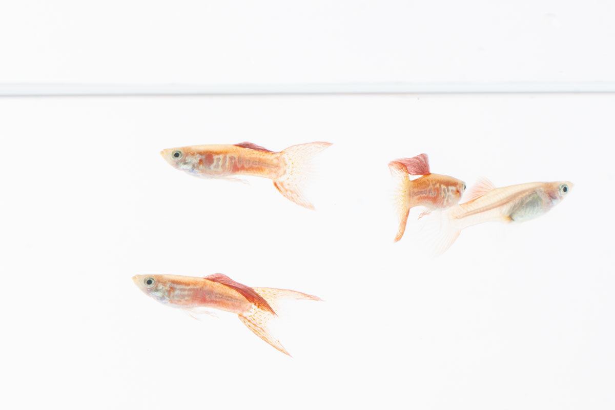 Lace Double Sword Guppies