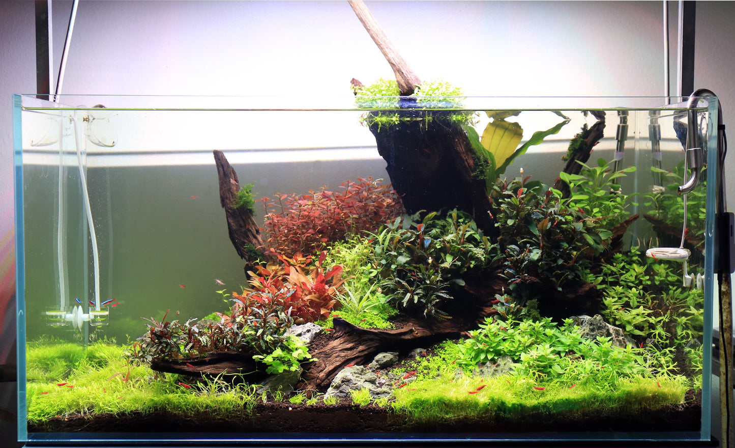 Malaysian Driftwood