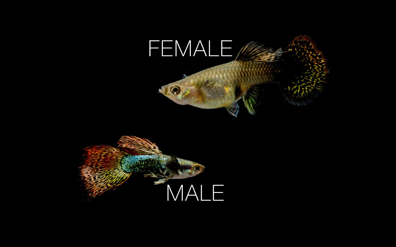 Red Dragon Guppies - Breeding Pair