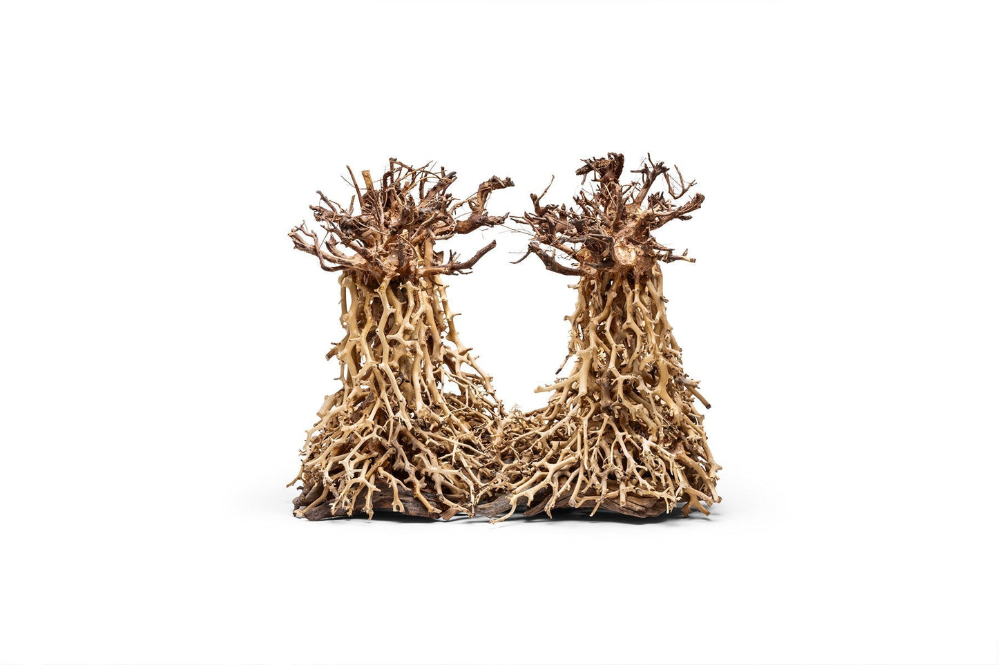 UNS Bonsai 003