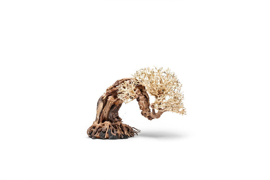 UNS Bonsai 013